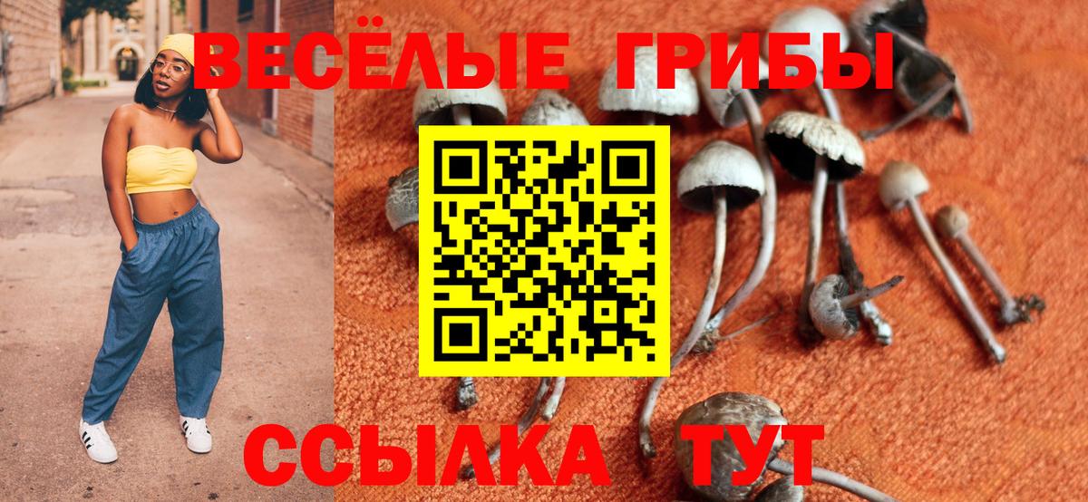Галлюциногенные грибы Cubensis  Вход с VPN  Краснознаменск  Псилоцибиновые грибы GOLDEN TEACHER 